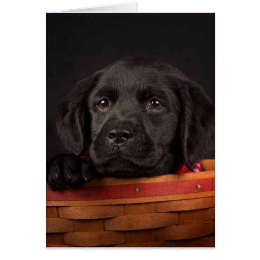 Image of Black labrador retriever puppy in a basket