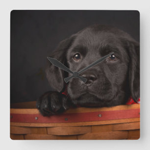 Black labrador retriever puppy in a basket square wall clock