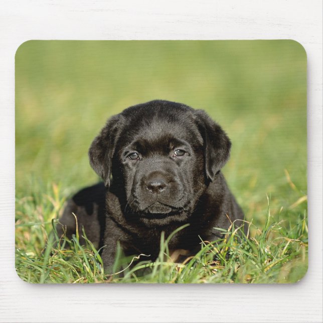 Black labrador retriever puppy mouse mat (Front)
