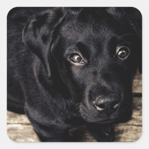 Black Labrador Retriever Puppy on Wood Square Sticker