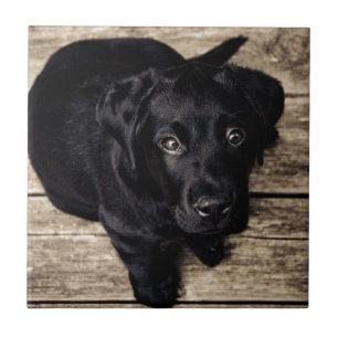 Black Labrador Retriever Puppy on Wood Tile