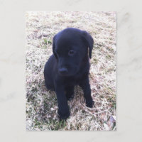 Black Labrador Retriever Puppy