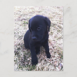 Black Labrador Retriever Puppy Postcard