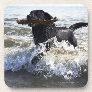 Black Labrador retriever running through surf, Coaster