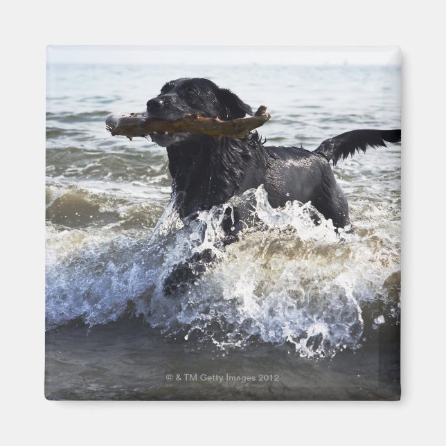 Black Labrador retriever running through surf, Magnet (Front)