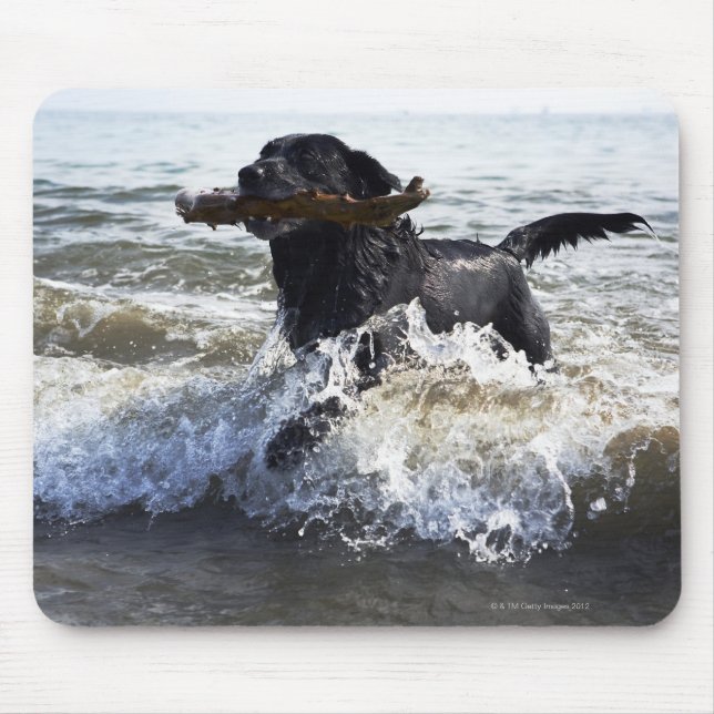 Black Labrador retriever running through surf, Mouse Mat (Front)