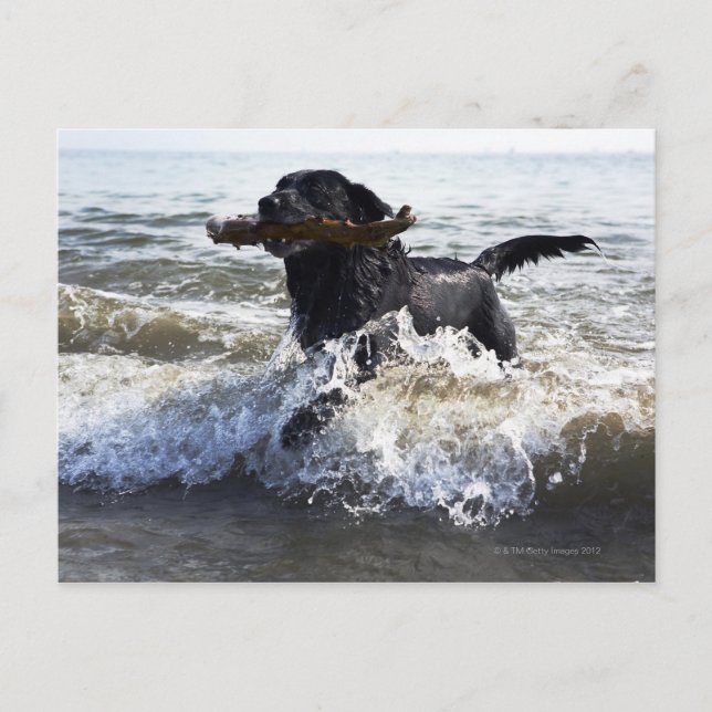 Black Labrador retriever running through surf Postcard (Front)