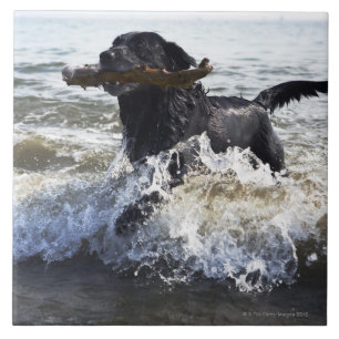 Black Labrador retriever running through surf, Tile
