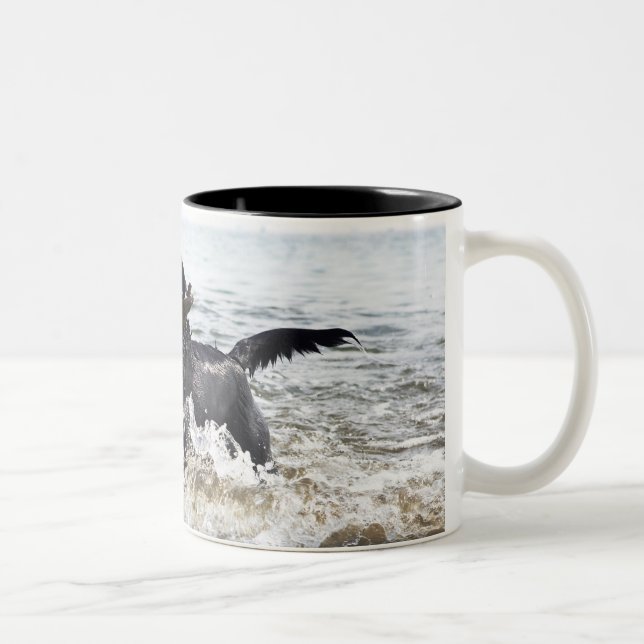 Black Labrador retriever running through surf, Two-Tone Coffee Mug (Right)