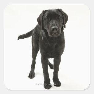 Black labrador retriever square sticker