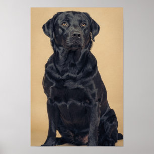 Black Labrador Retriever Warm Neutral Portrait Pos Poster