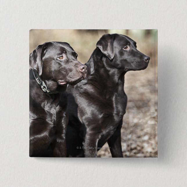 Black Labrador Retrievers 15 Cm Square Badge (Front)