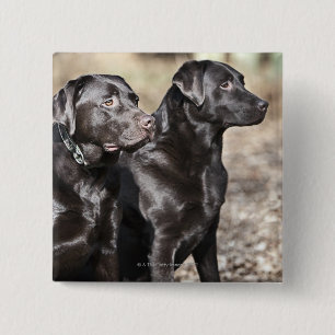 Black Labrador Retrievers 15 Cm Square Badge