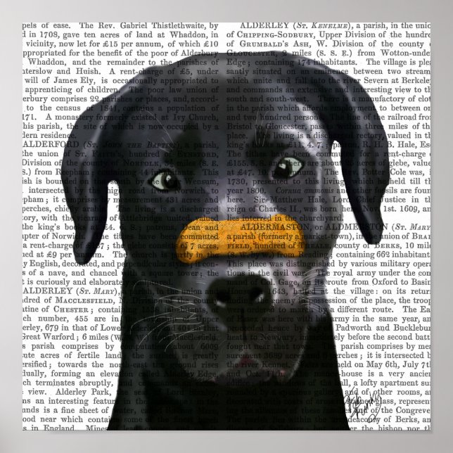 Black Labrador With Bone on Nose Poster (Front)