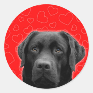 Black Labrador with Red Hearts Classic Round Sticker