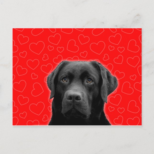 Black Labrador with Red Hearts Postcard (Front)