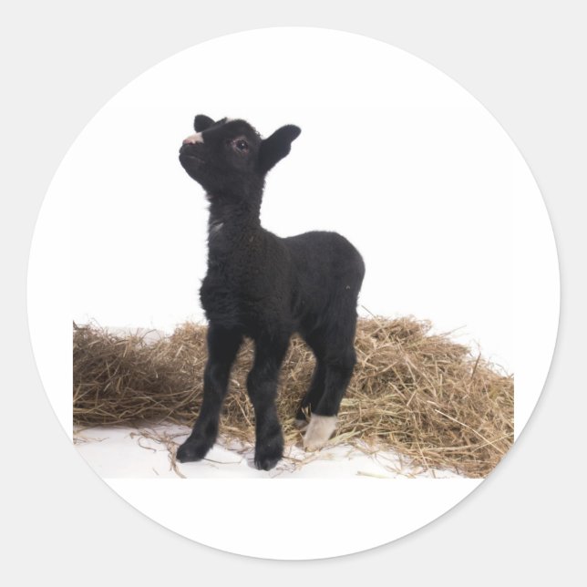 black lamb classic round sticker (Front)