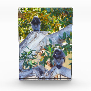 Black Langur Monkeys Eating, Photo Block