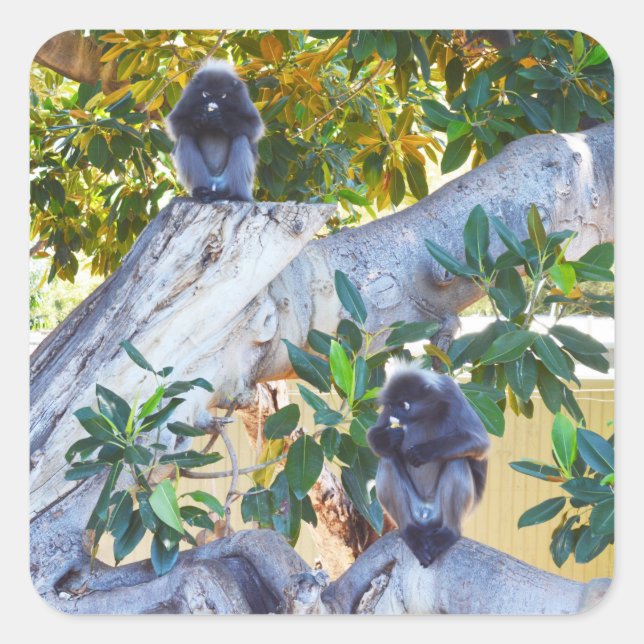 Black Langur Monkeys Eating, Sticker (Front)