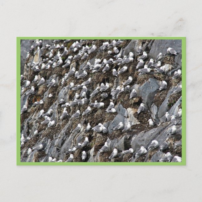 Black-legged kittiwake colony postcard (Front)