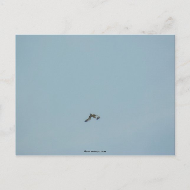 Black-legged kittiwake postcard (Front)