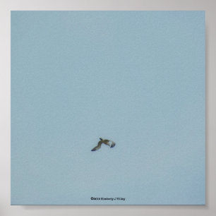 Black-legged kittiwake poster