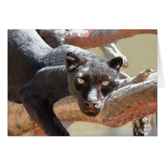 Black Leopard Card
