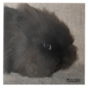 Black Lionhead Rabbit Tile