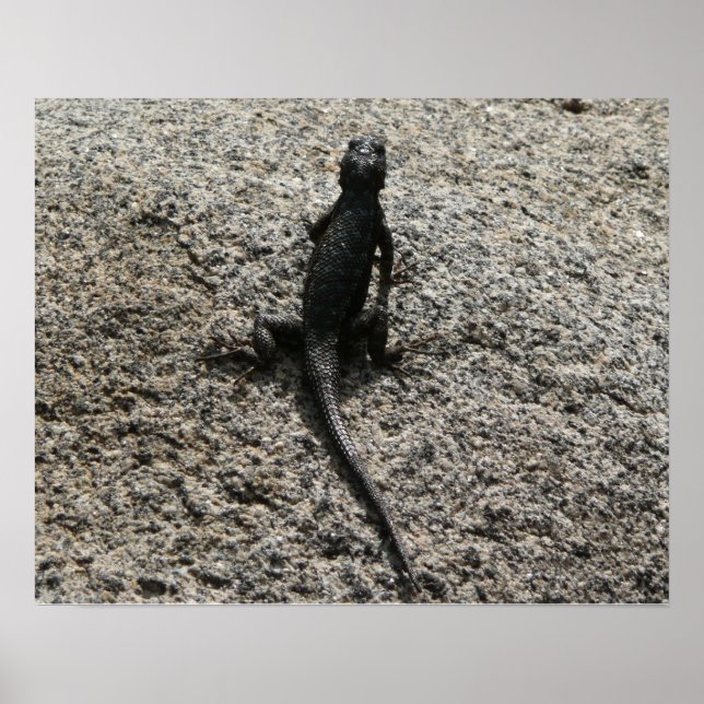 Black Lizard Poster (Front)