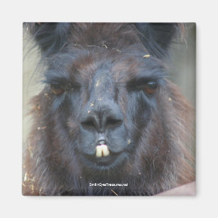 Black Llama Animal Nature Photo Magnet