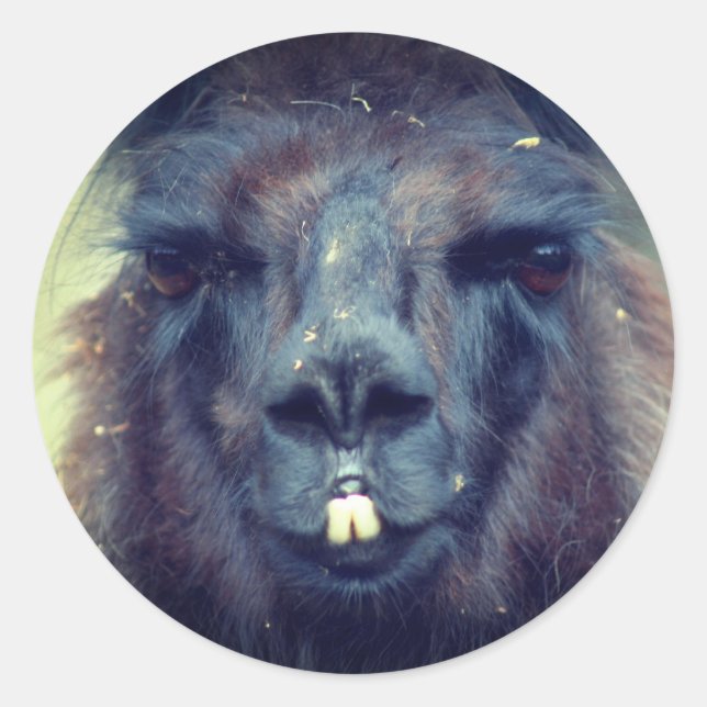Black Llama Face Animal Nature Classic Round Sticker (Front)