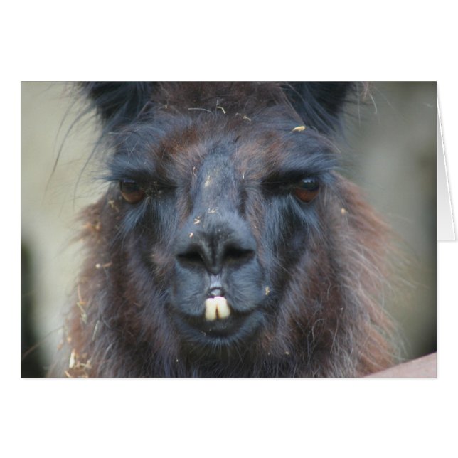 Black Llama Face Farm Animal Photography Card (Front Horizontal)