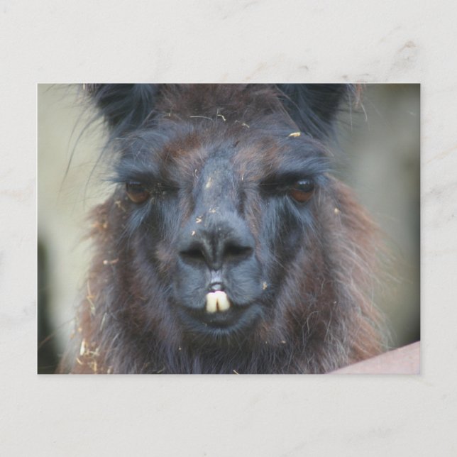 Black Llama Farm Animal Nature Photo Postcard (Front)