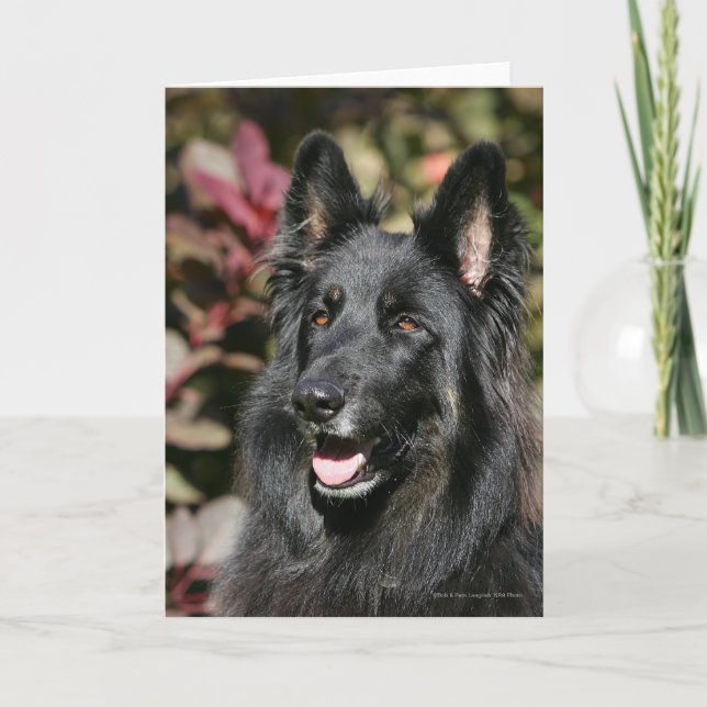 Black Long Haired German Shepherd Card (Front)