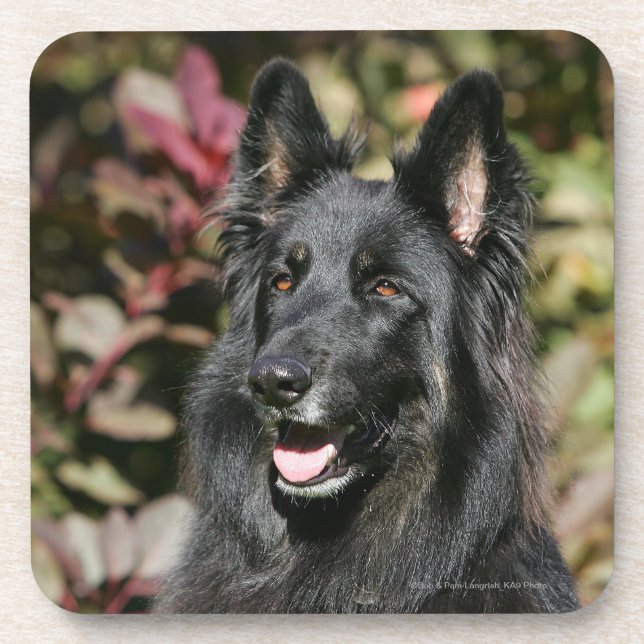 Black Long Haired German Shepherd Coaster (Front)