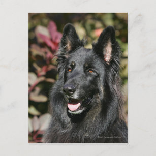 Black Long Haired German Shepherd Postcard