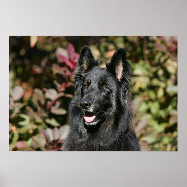 Black Long Haired German Shepherd Poster (Front)