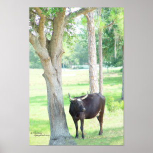 Black Longhorn Cow Cattle Poster