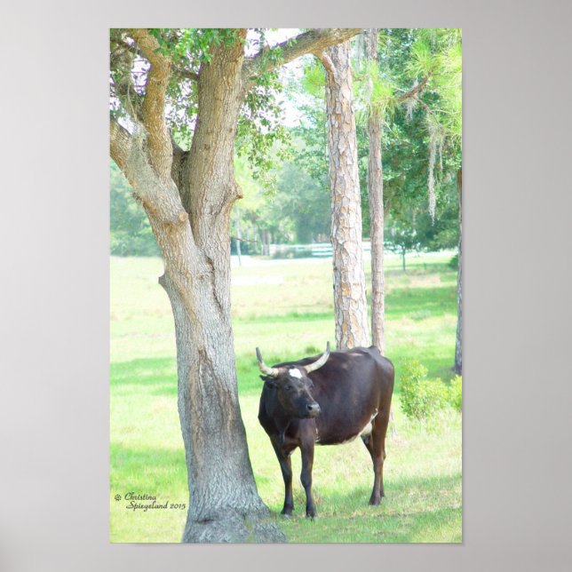 Black Longhorn Cow Cattle Poster (Front)