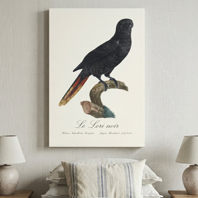 Black Lory or Red-Quilled Lory, Chalcopsitta atra Canvas Print (Black Lory or Red-Quilled Lory, Chalcopsitta atra. Canvas Print)