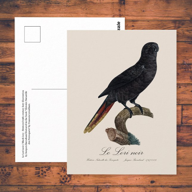 Black Lory or Red-Quilled Lory, Chalcopsitta atra Postcard (Black Lory or Red-Quilled Lory, Chalcopsitta atra. Postcard)