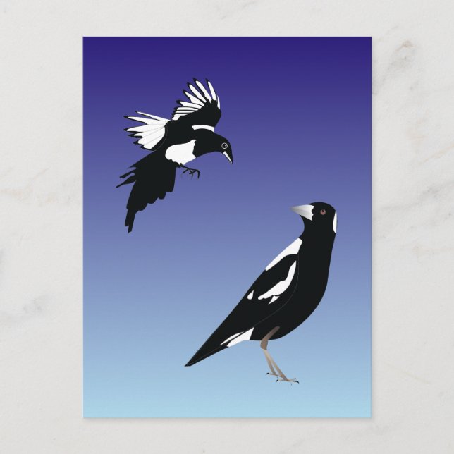 Black magpie birds on blue background postcard (Front)