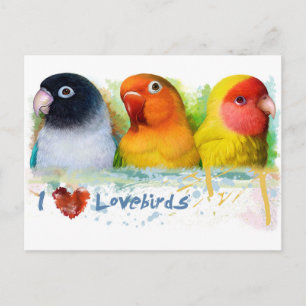 Black masked fischer Lutino peach faced lovebird Postcard