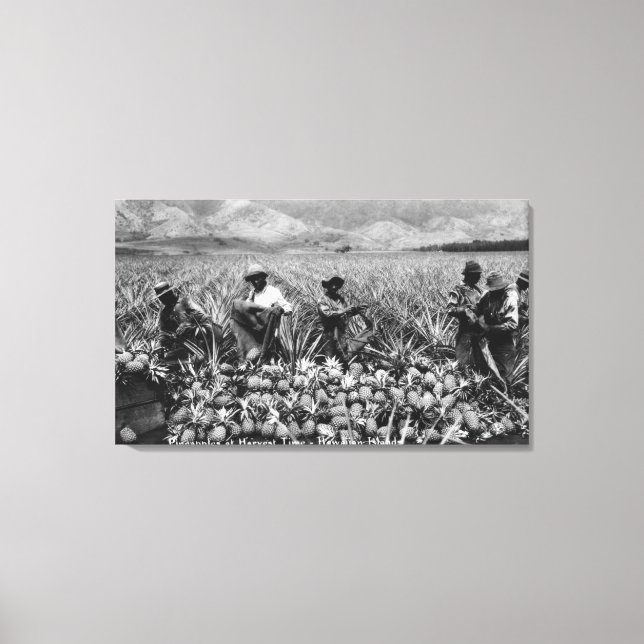 Black Men picking Pineapple at harvest - Canvas Print (Front)