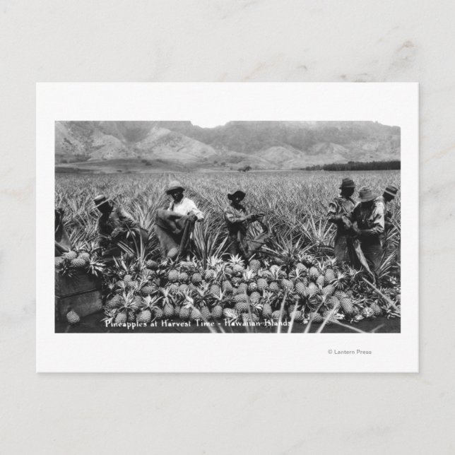 Black Men picking Pineapple at harvest - Postcard (Front)