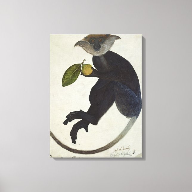 Black Monkey Canvas Print (Front)