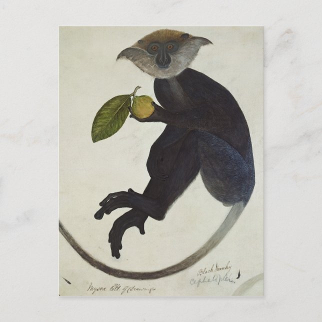 Black Monkey Postcard (Front)