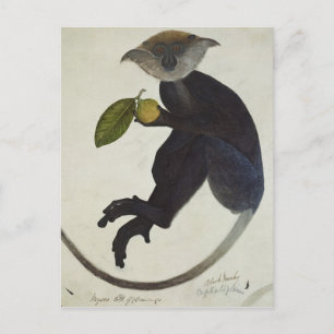 Black Monkey Postcard