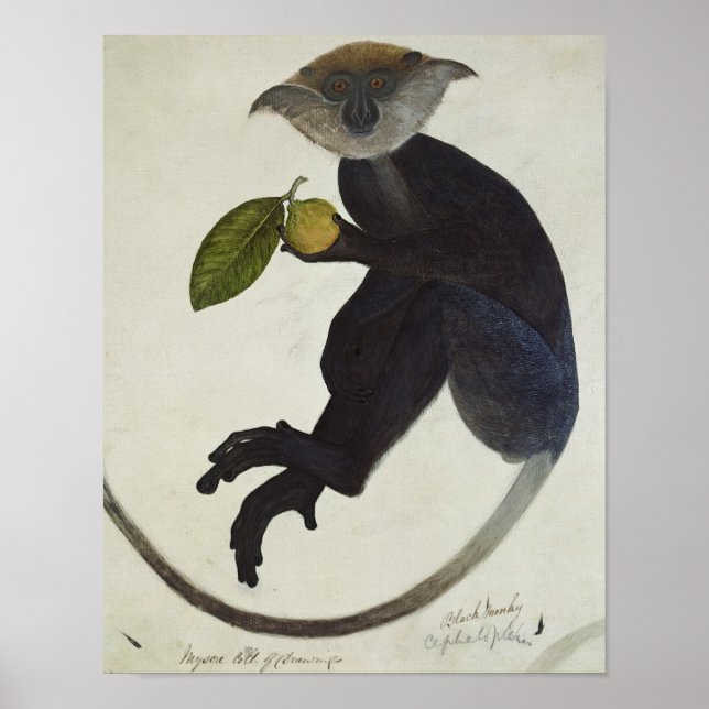 Black Monkey Poster (Front)