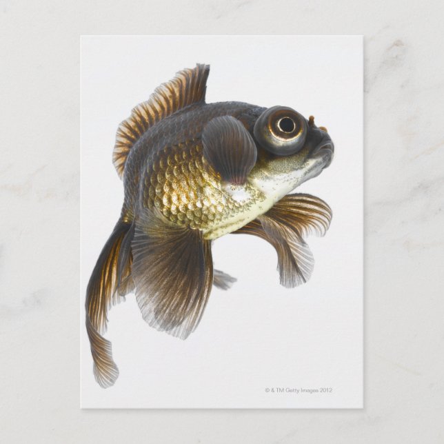 Black moor goldfish (Carassius auratus) 2 Postcard (Front)